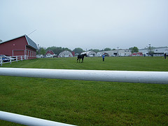 Horse Shows